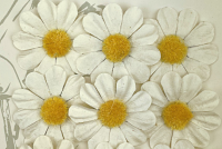 Green Tara Flowers - Summer Daisies 4cm White